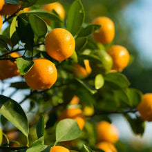 Load image into Gallery viewer, Citrus Sunshine
